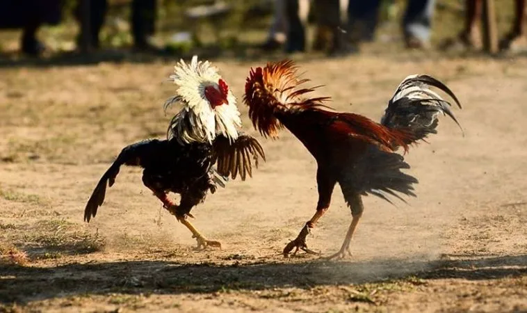 đá gà Sabong tại K9WIN